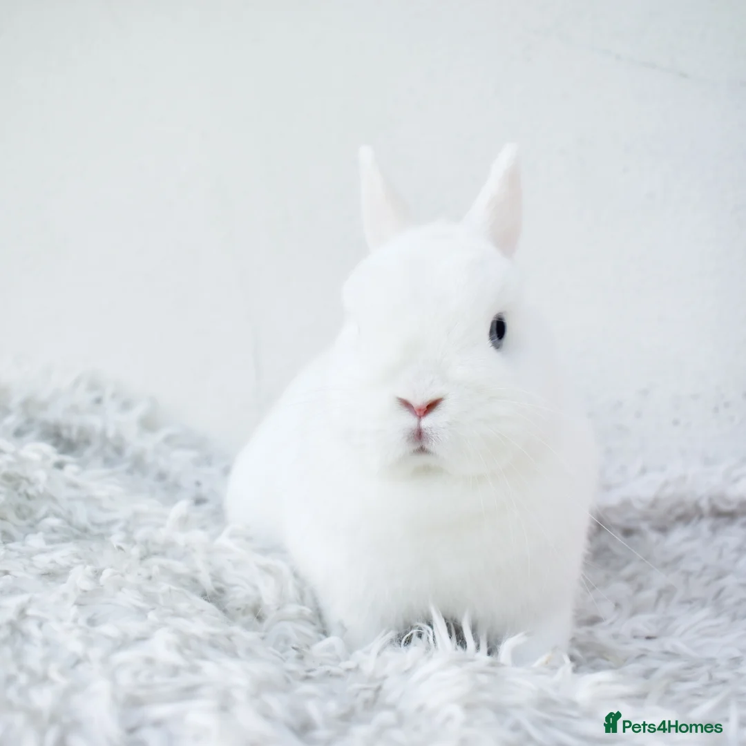 Netherland Dwarf rabbits for sale: 🩵✨ Blue Eyed White Netherland Dwarf Doe  - Advert 2