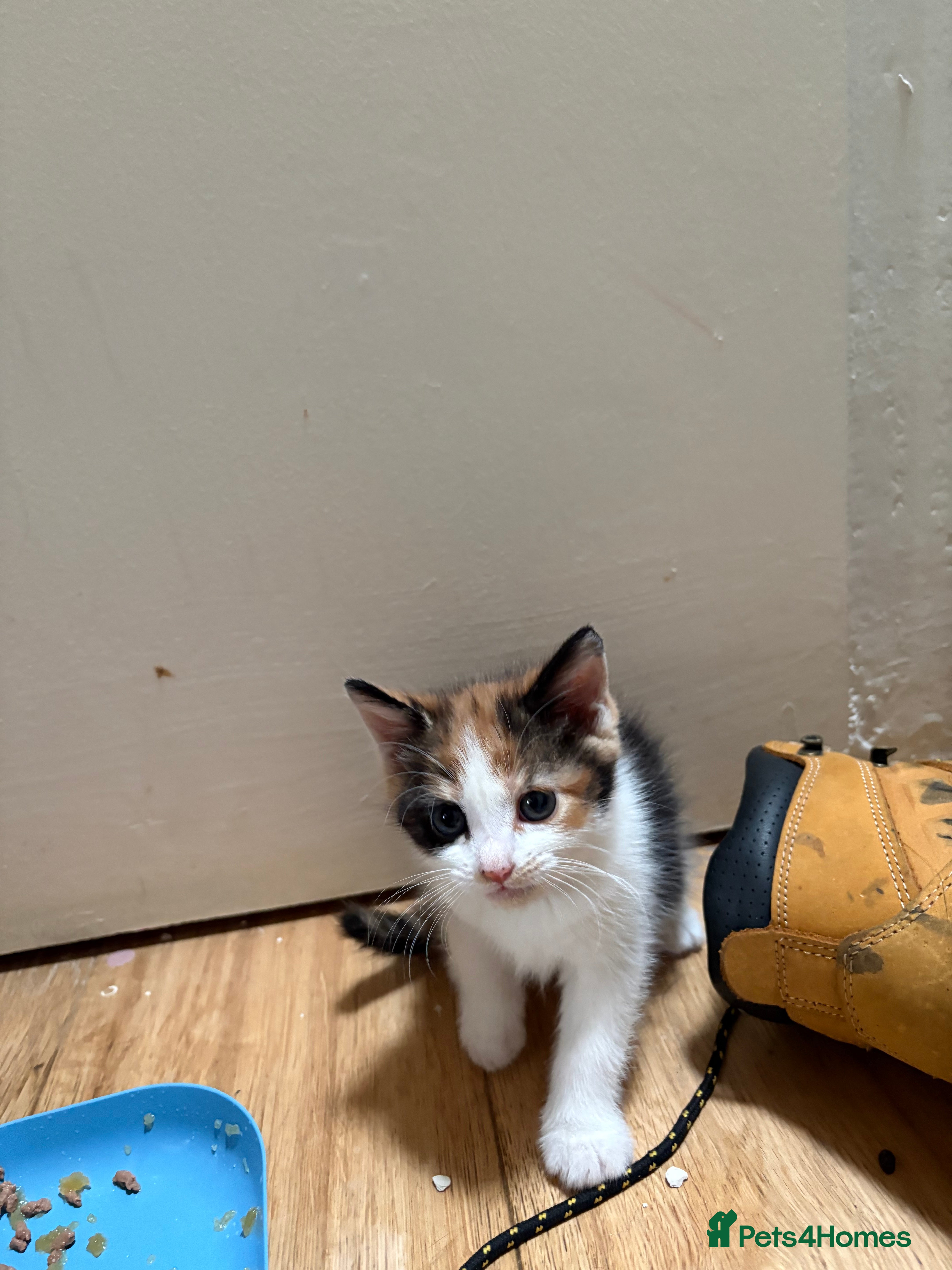 Mixed Breed cats for sale: Mixed breed fluffy kittens - Advert 3