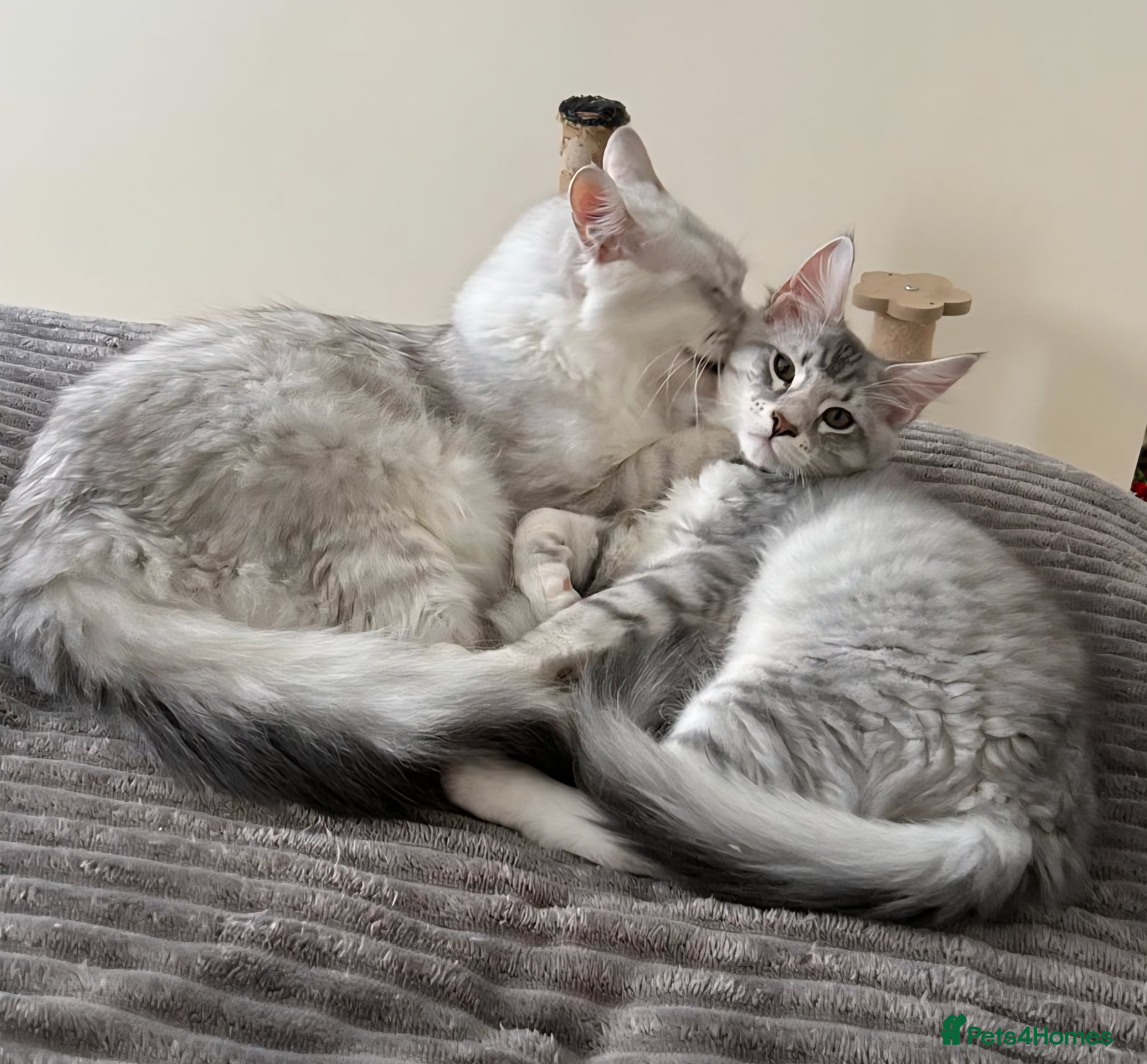 Maine Coon cats 1 MALE LEFT TICA Pedigree Maine Coons - Advert 14