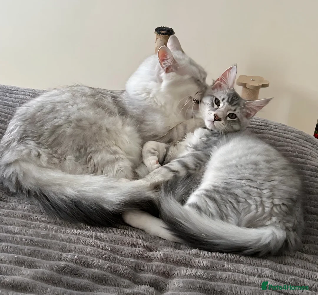 Maine Coon cats for sale: Last male TICA Pedigree Maine Coon Kitten - Advert 1