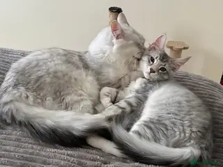 Maine Coon cats Last male TICA Pedigree Maine Coon Kitten - Advert 1