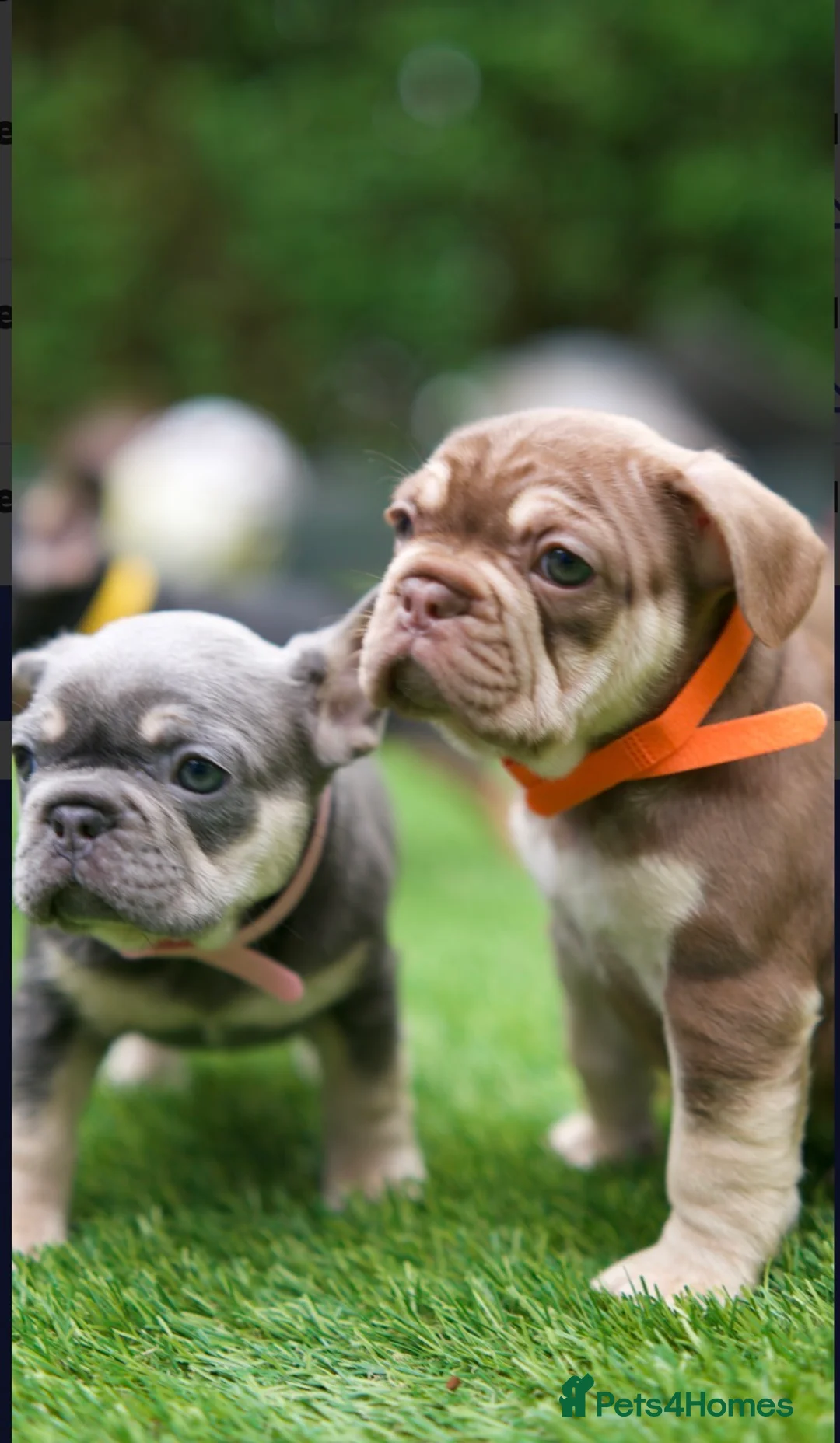 French Bulldog dogs for sale: French bull dog puppies  in Glasgow - Advert 2