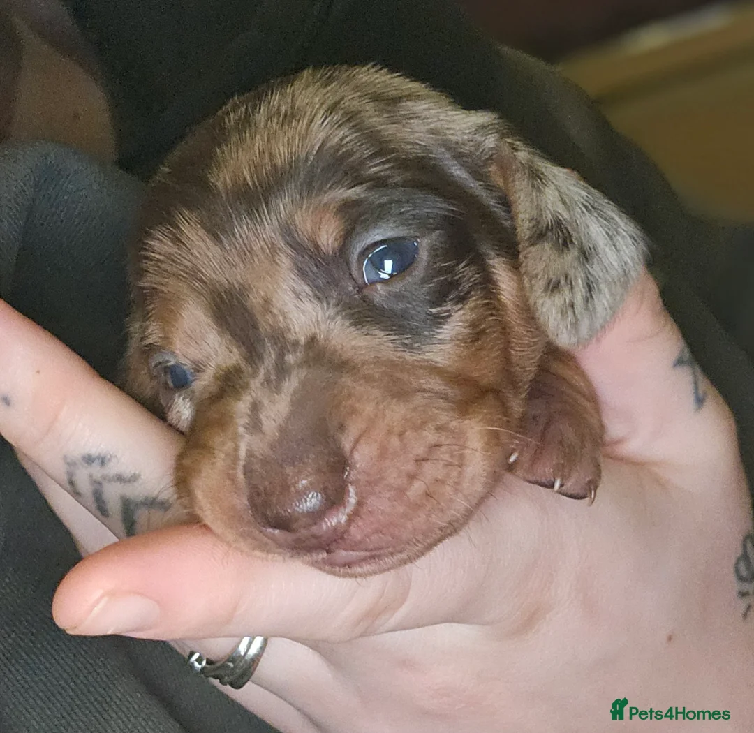 Chiweenie dogs for sale: Chiweenie Puppies - Advert 15