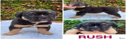 Olde English Bulldogge dogs for sale: Champion Sired Health Tested OEB puppies - Advert 3