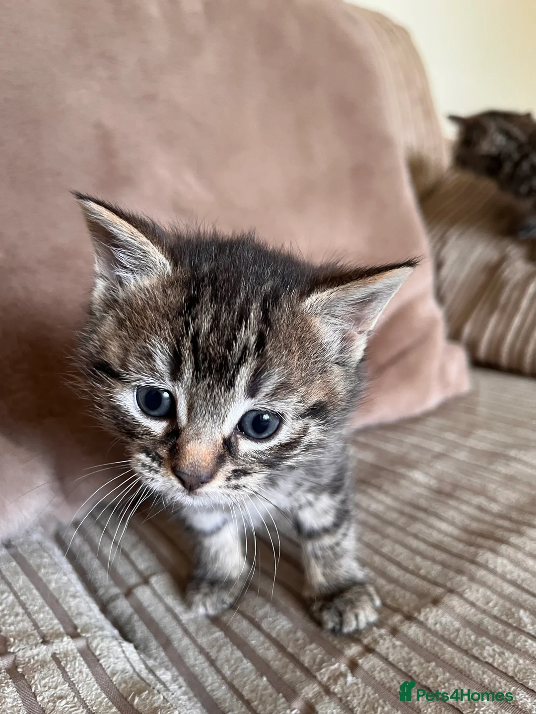 Mixed Breed cats for sale: Grey and black striped kittens For Sale - Advert 10
