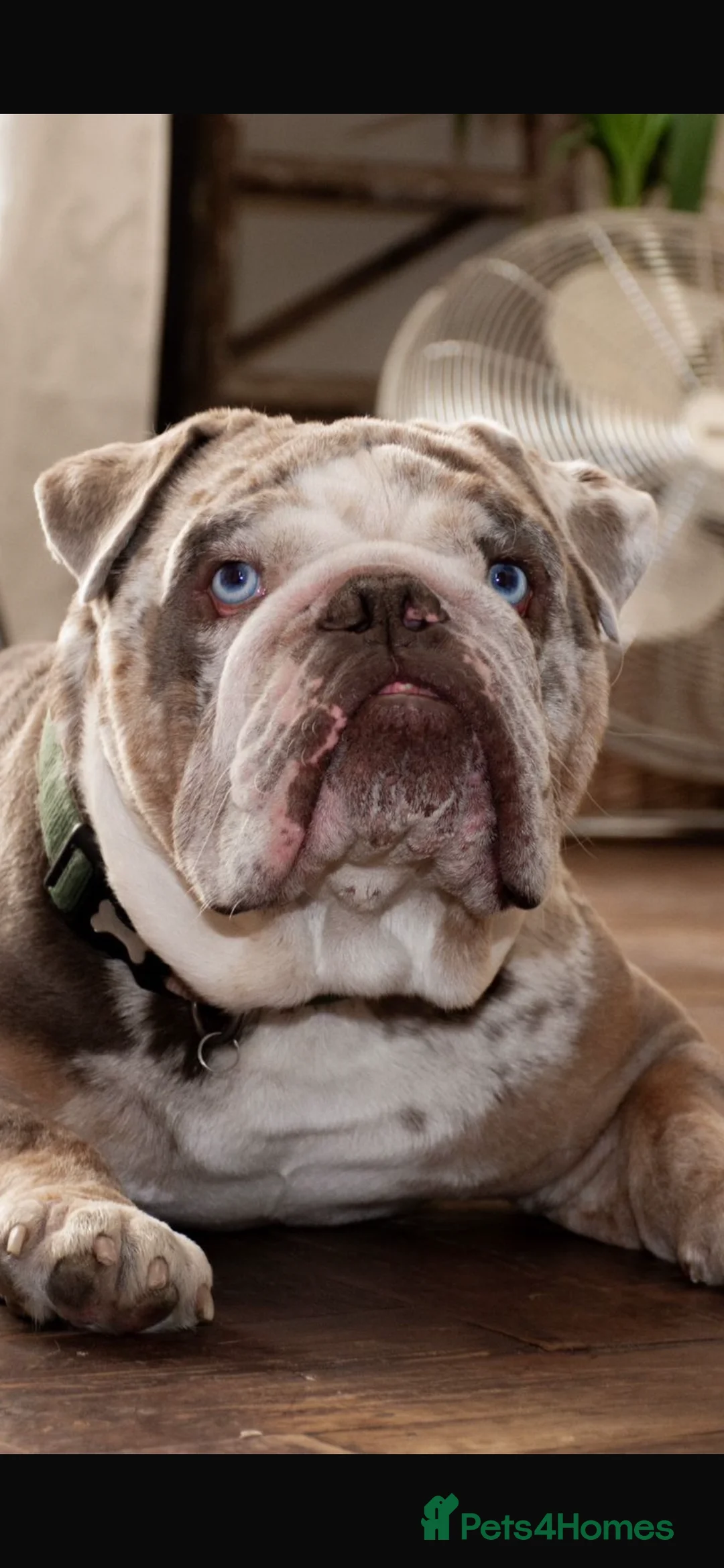 English Bulldog dogs for stud: Lilac and Merle English bulldog  in Bexhill-on-Sea - Advert 2