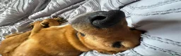 Mixed Breed dogs for adoption: 💙HARRY💙 – THE SOFTEST FUR, THE SWEETEST HEART in Retford - Advert 7