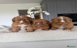 Nova Scotia Duck Tolling Retriever dogs for sale: Nova Scotia Duck Tollers  - Advert 2