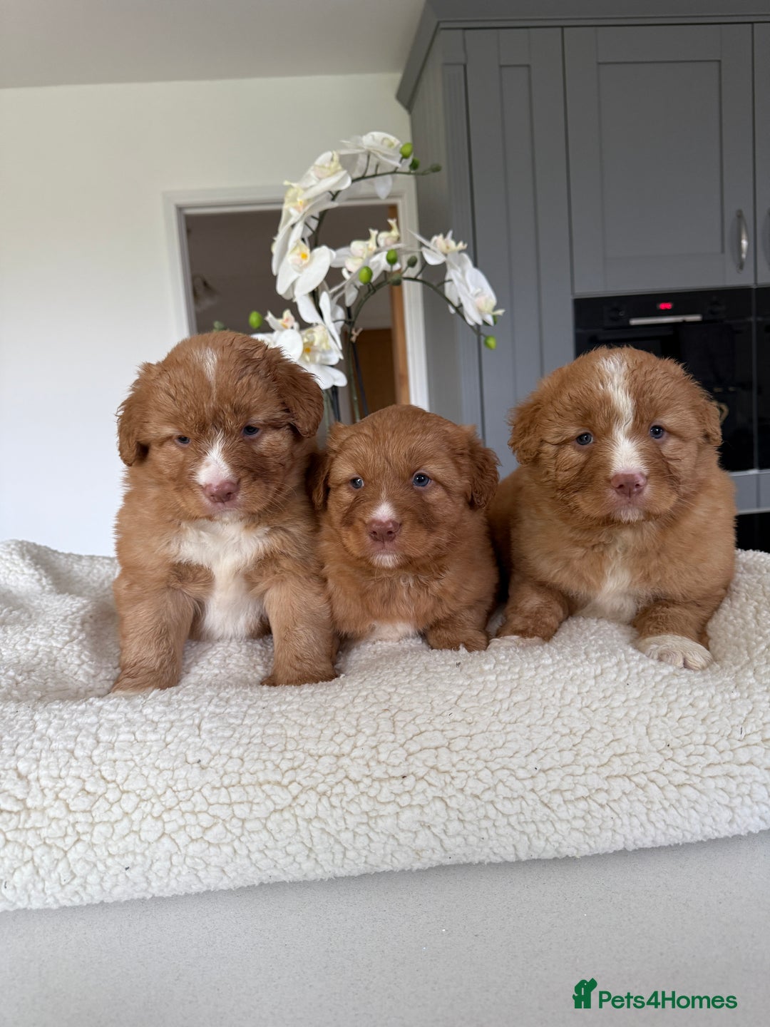 Nova Scotia Duck Tolling Retriever dogs for sale: Nova Scotia Duck Tollers  - Advert 2