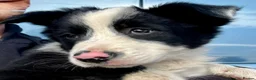 Border Collie dogs for sale: Gorgeous Male Collie Pup! Ready Now!  - Advert 4