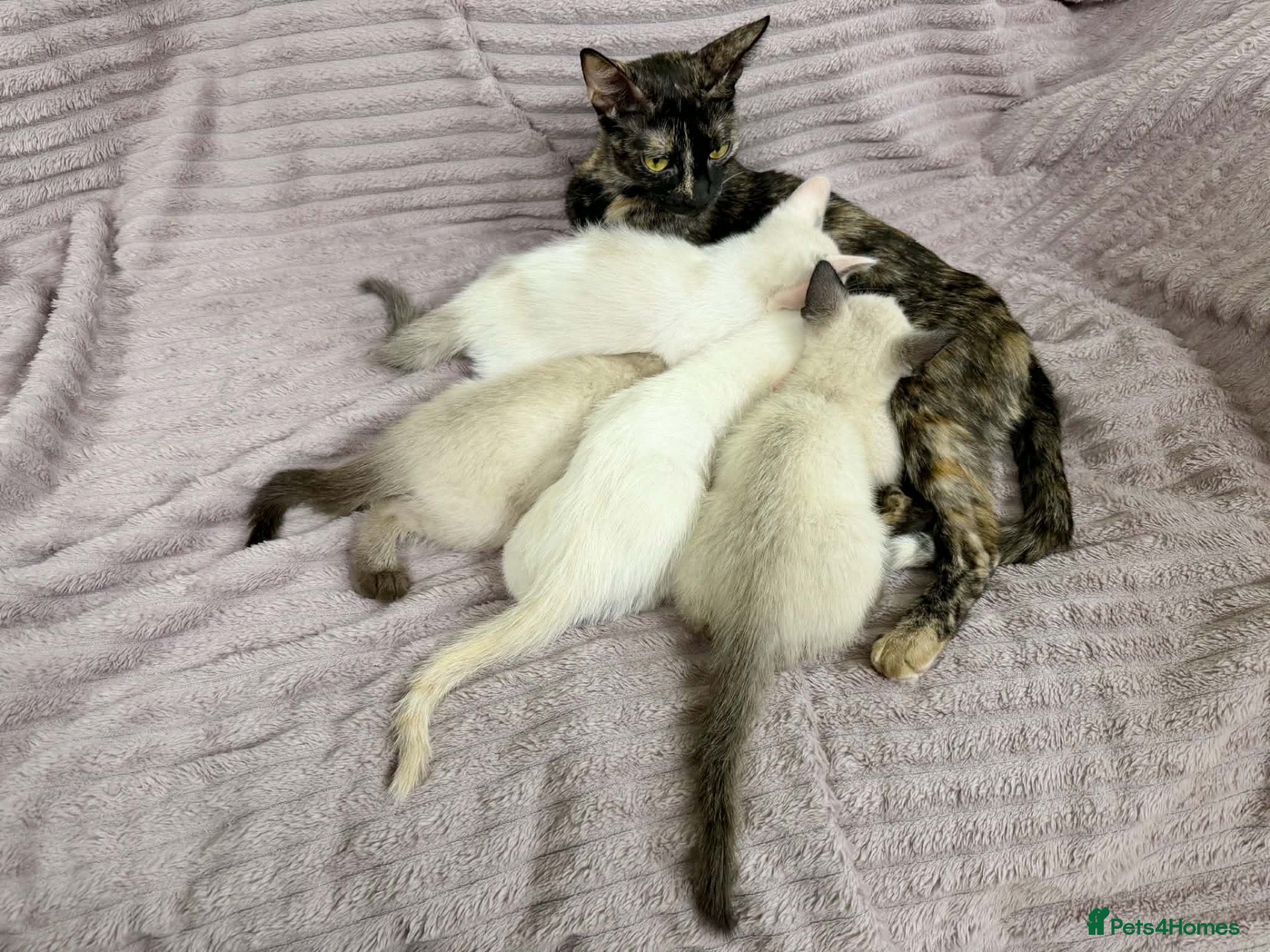 Cornish Rex cats for sale: 🐾 Beautiful Kittens Ready for Reservation 🐾 - Advert 6