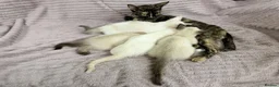 Cornish Rex cats for sale: 🐾 Beautiful Kittens Ready for Reservation 🐾 - Advert 1