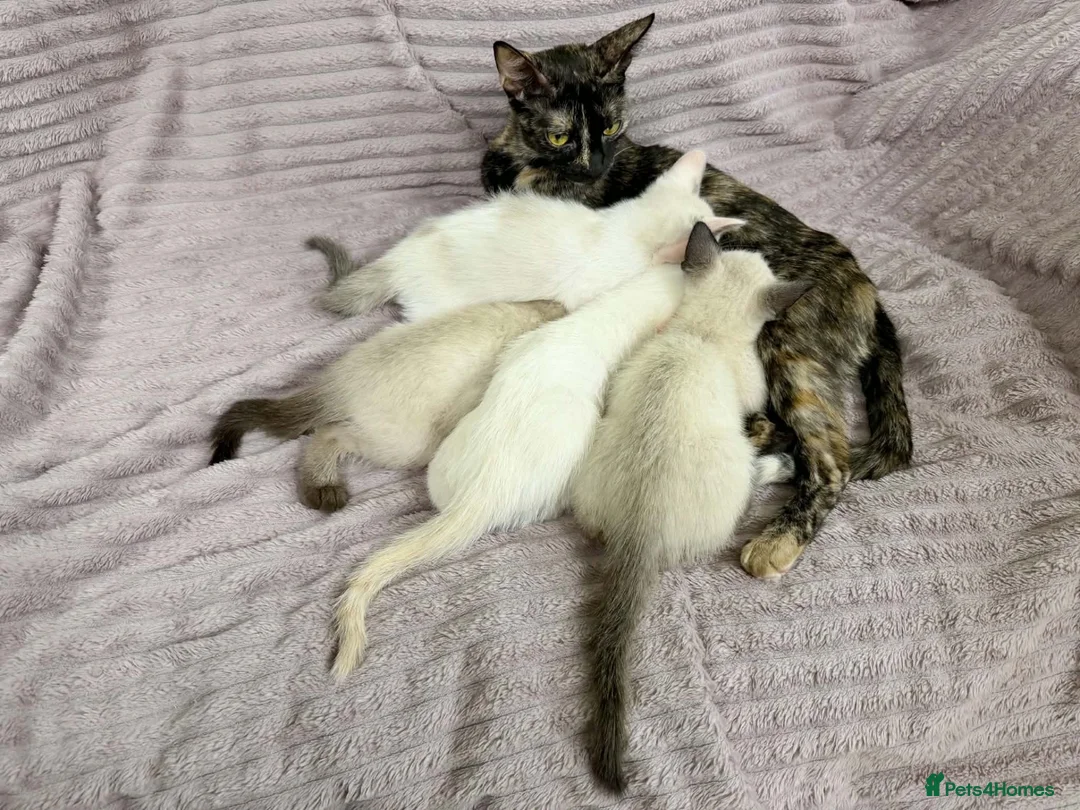 Cornish Rex cats for sale: 🐾 Beautiful Kittens Ready for Reservation 🐾 - Advert 1