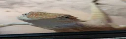 Bearded Dragon reptiles for sale: Beardy babies - Advert 2