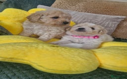 Mixed Breed dogs for sale: Maltipoo puppies  - Image 4