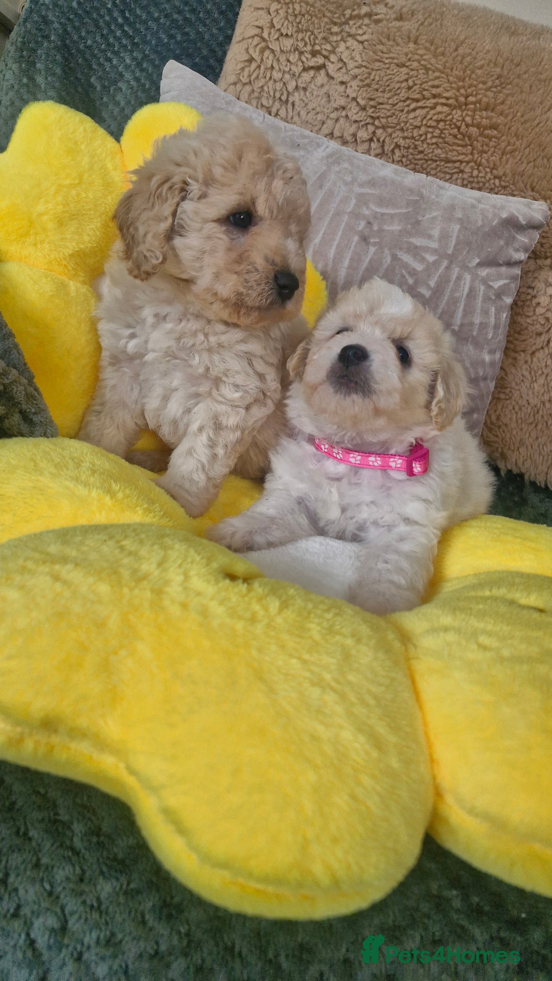 Mixed Breed dogs for sale: Maltipoo puppies  - Image 4