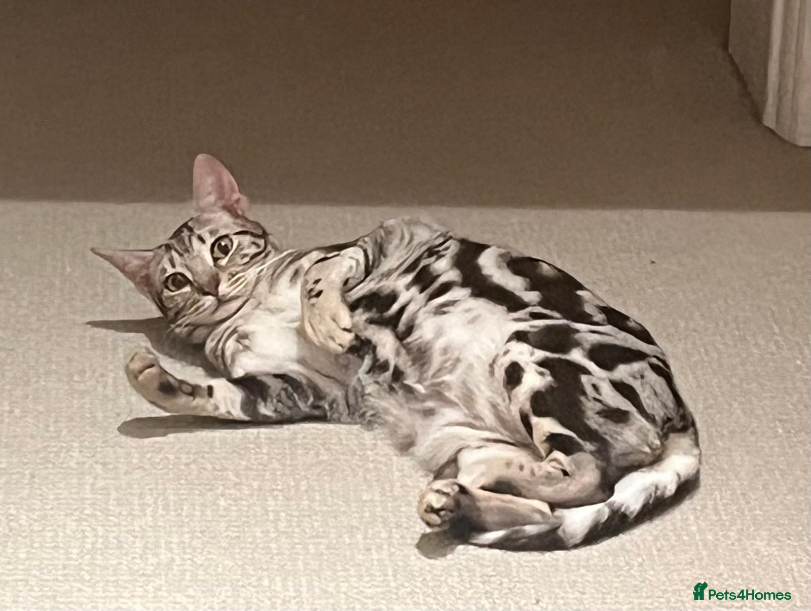 Ocicat cats Samson The Pedigree Ocicat Classic (GCCF & FIFe) - Advert 1