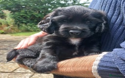 Sprocker dogs for sale: Sprocker puppies ready for new adventures! - Image 6