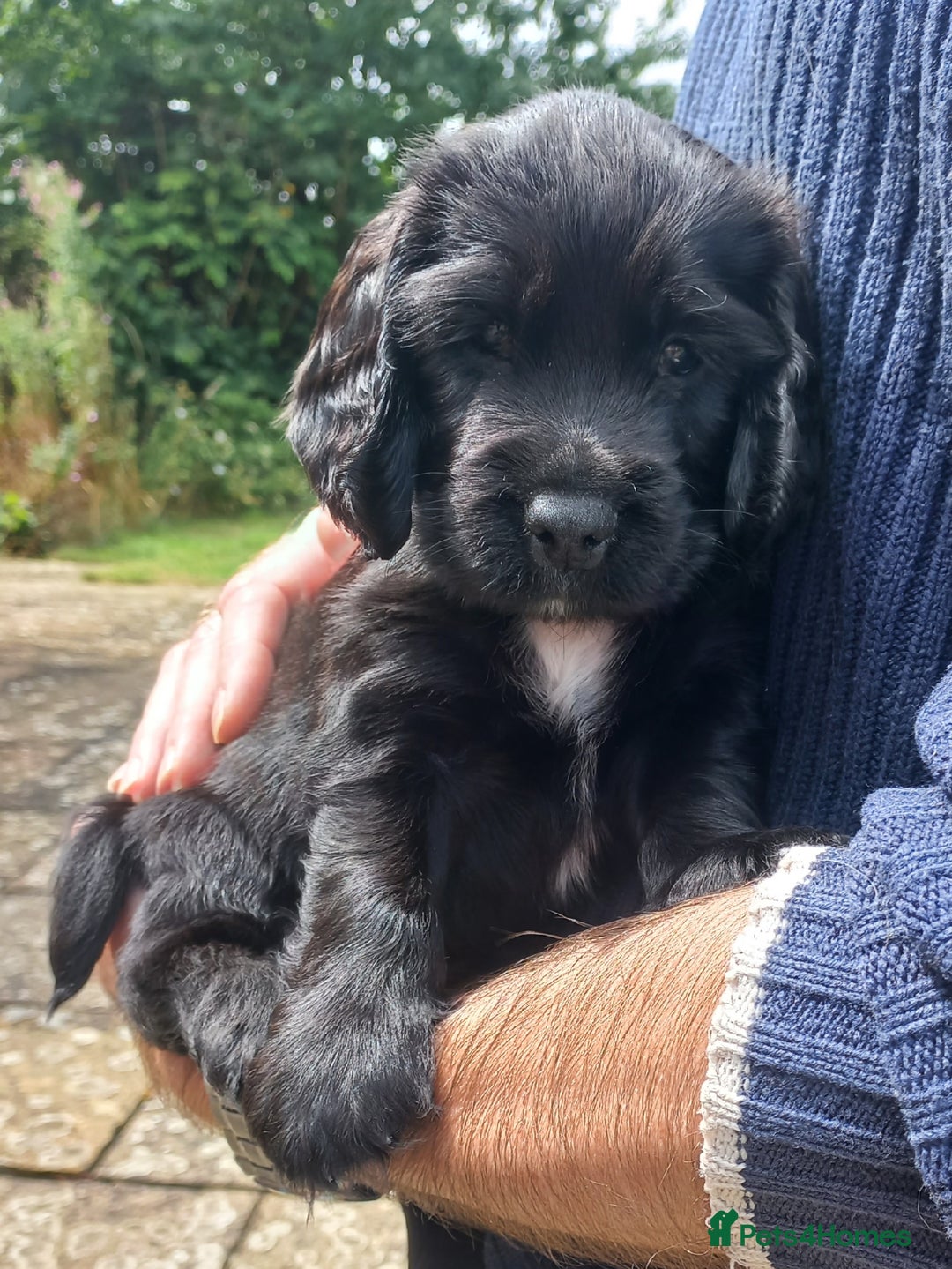 Sprocker dogs for sale: Sprocker puppies ready for new adventures! - Image 6