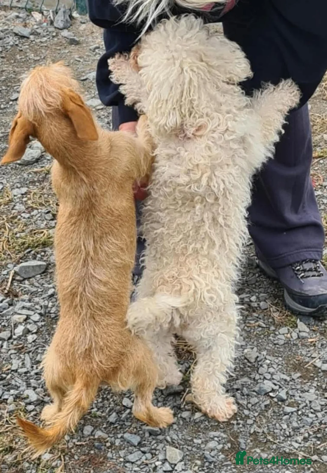 Mixed Breed dogs for adoption: Tee tee. 6 inch tall.  in Brentwood - Advert 4