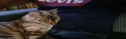 Bengal cats for sale: Wee Bob - Advert 3