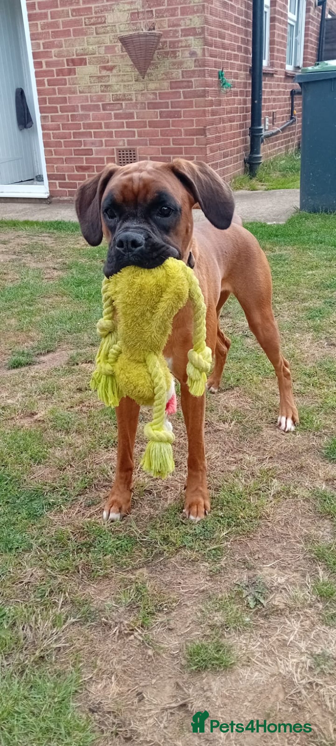 Boxer dogs for sale: Female boxer for sale  - Image 8