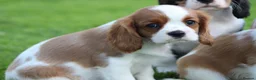 Cavalier King Charles Spaniel dogs for sale: Beautiful Cavalier King Charles Spaniel puppies - Advert 11