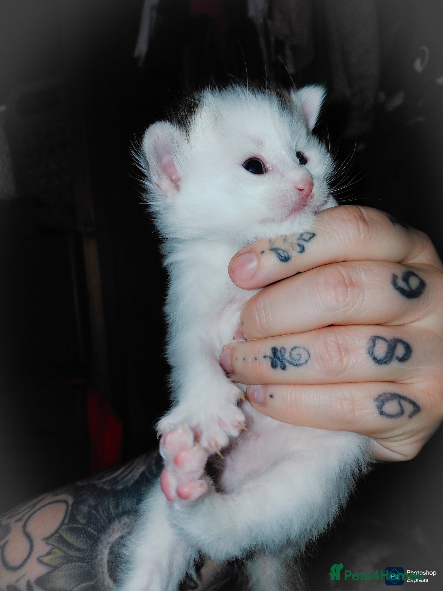 Mixed Breed cats mixed babies for sale  - Advert 15