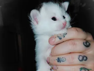 Mixed Breed cats mixed babies for sale - Advert 15