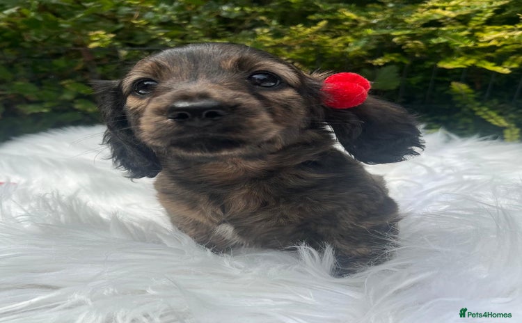 Miniature Dachshund dogs - Advert 4