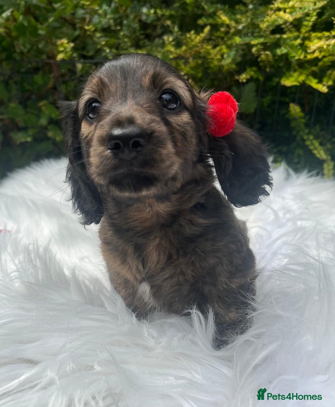 Miniature Dachshund dogs for sale: Beautiful KC mini L/h girls - Image 1