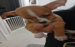 Chihuahua dogs for sale: Ready now 3 chihuahua boys looking for their home - Image 8