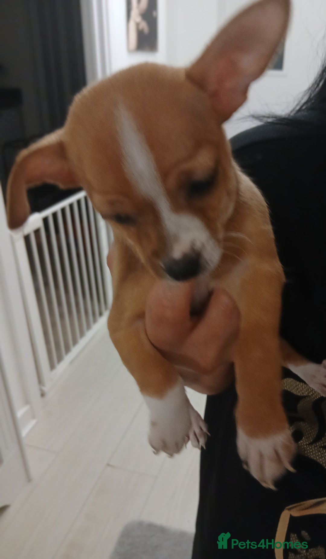 Chihuahua dogs for sale: Ready now 3 chihuahua boys looking for their home - Image 8