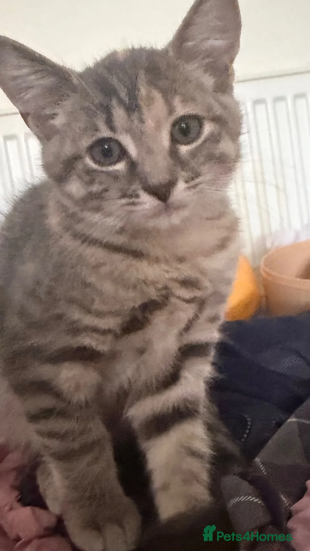 Mixed Breed cats for sale: 2 female kittens  in Kirkcaldy - Advert 4