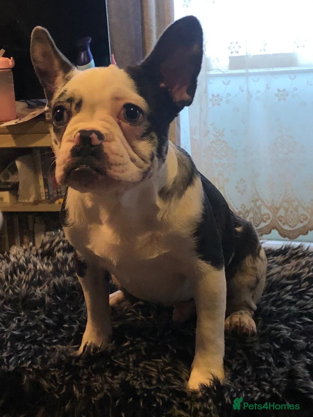French Bulldog dogs for sale: French bulldog puppies  - Advert 19