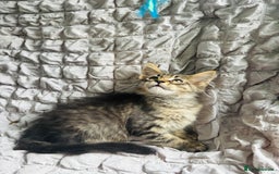 Maine Coon cats for sale: Maine coon kittens TICA registered  - Image 17