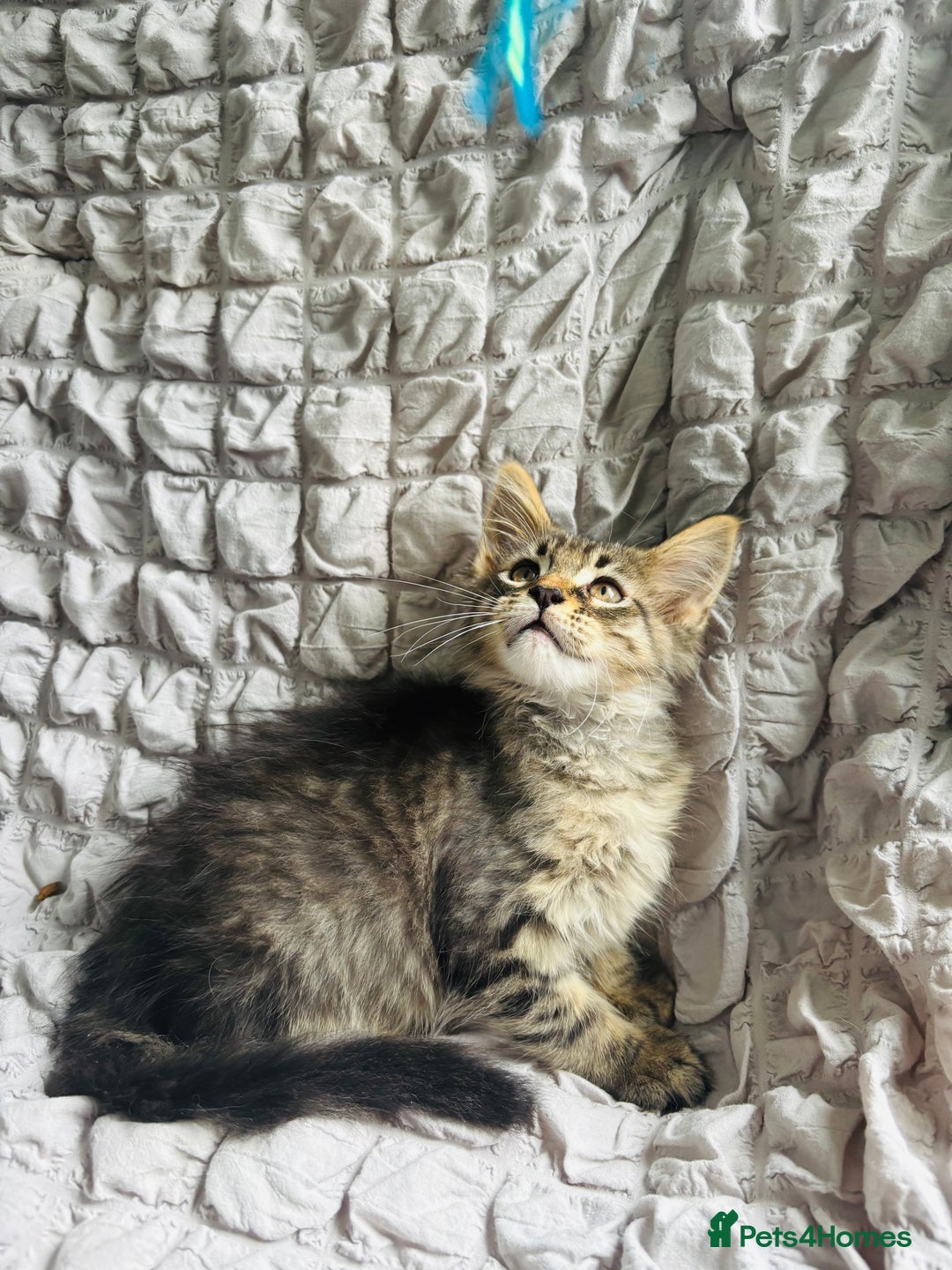 Maine Coon cats for sale: Maine coon kittens TICA registered  - Image 17