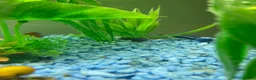 Mollies fish for sale: Small litter of Guppies - Advert 7
