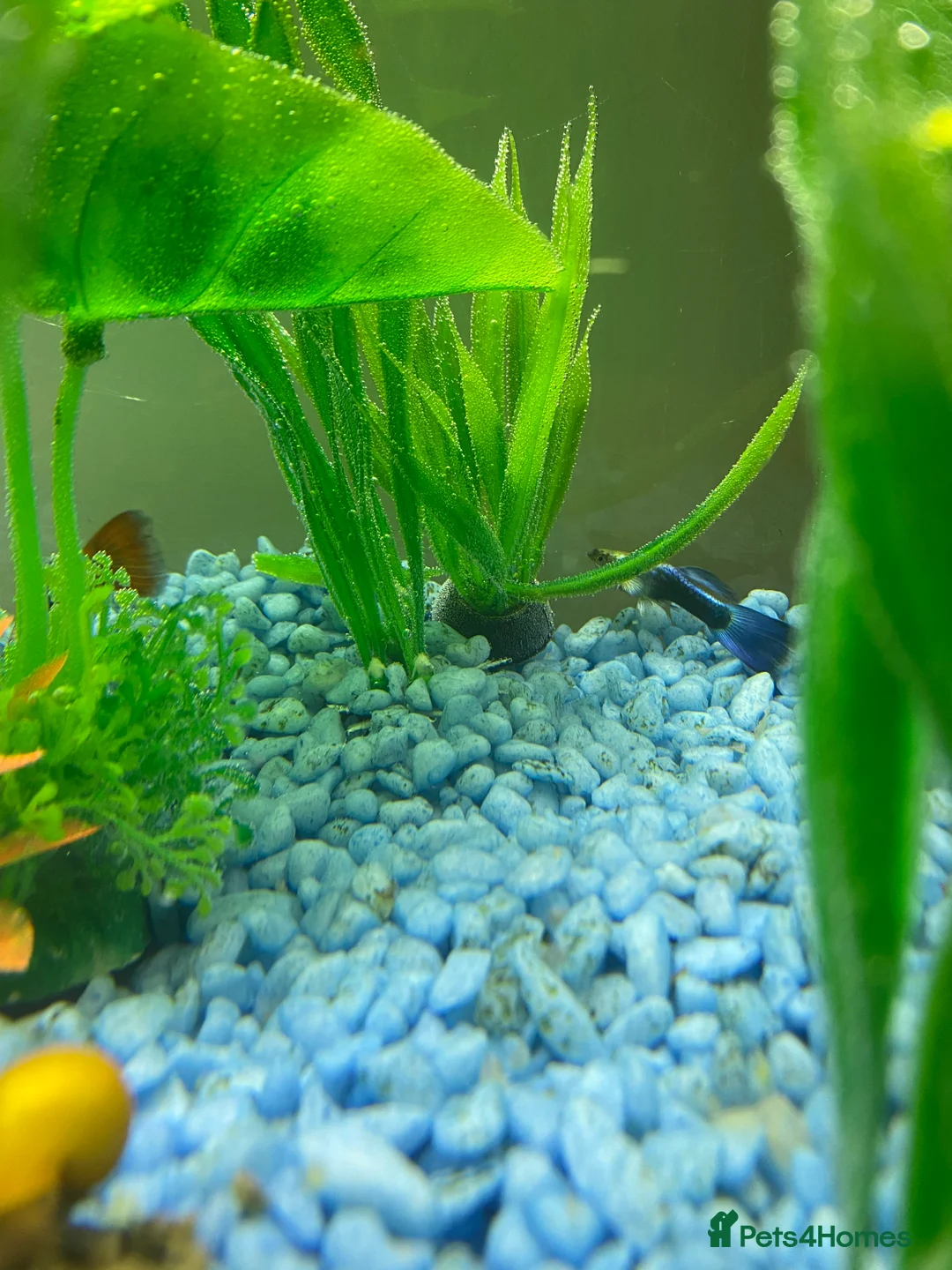 Mollies fish for sale: Small litter of Guppies - Advert 7