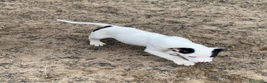 Lurcher Puppy 1