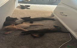 Mixed Breed cats for sale: 1 Ginger male and 1 black female remaining  - Image 4