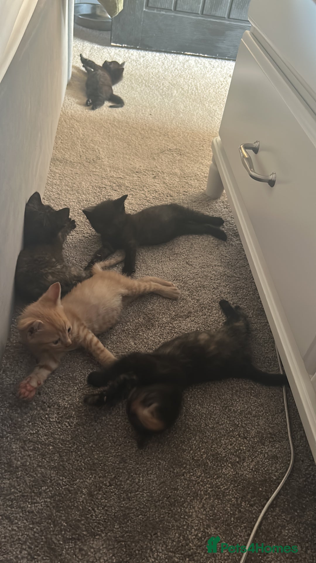Mixed Breed cats for sale: 1 Ginger male and 1 black female remaining  - Image 4