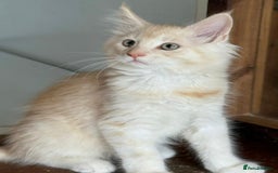 Maine Coon cats for sale: Ready now Maine Coon large Boys GCCF - Image 37