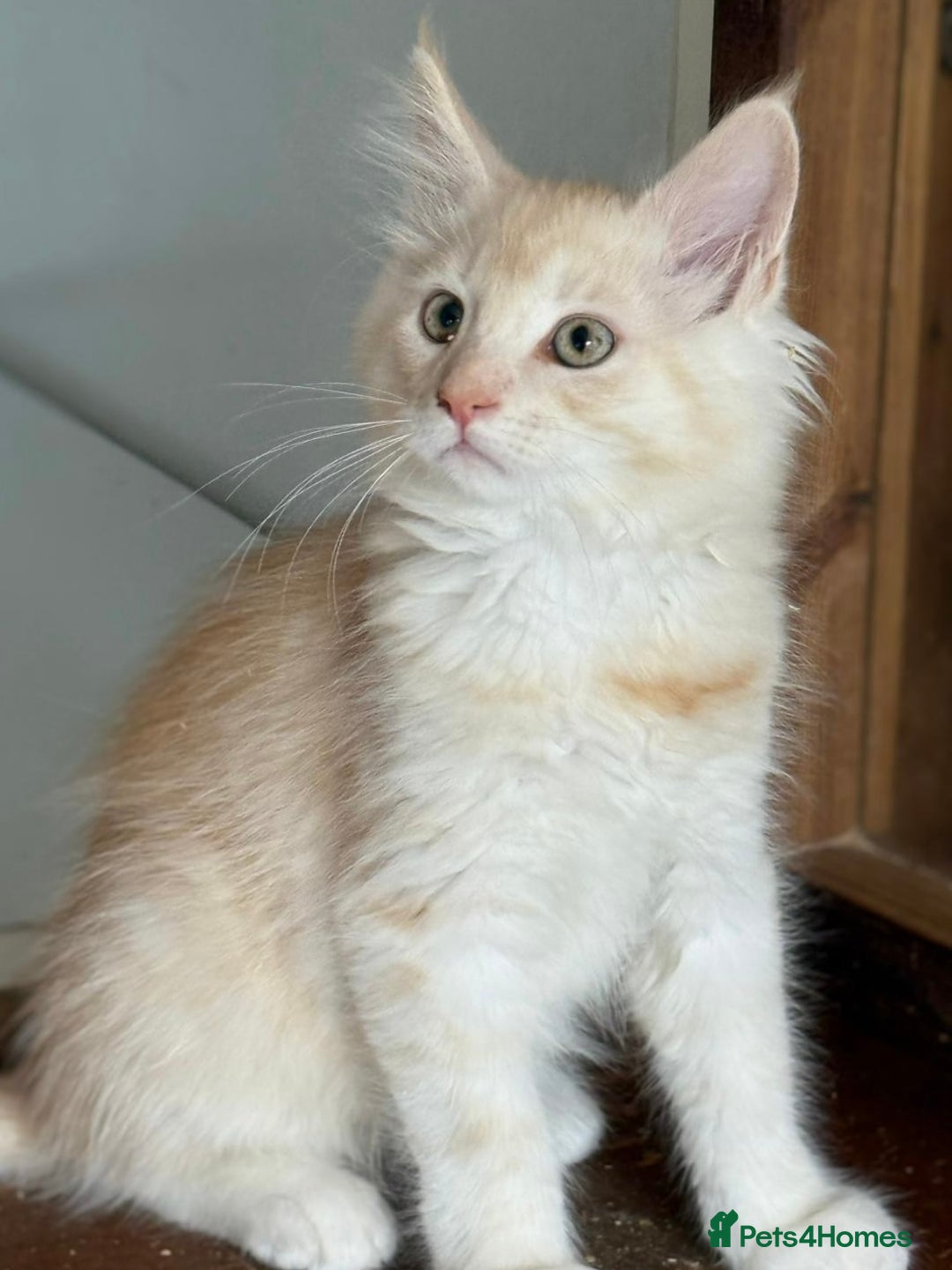 Maine Coon cats for sale: Ready now Maine Coon large Boys GCCF - Image 37