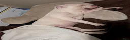 American Bulldog dogs for sale: American bulldog puppies - Advert 10