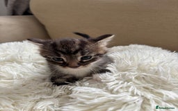 British Shorthair cats for sale: Same  - Image 5