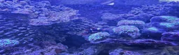 Other/Mixed Breed fish for sale: Marine fish lots in Bridgwater - Advert 4