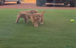 Cockapoo dogs for sale: Cockapoo puppys for sale - Image 8