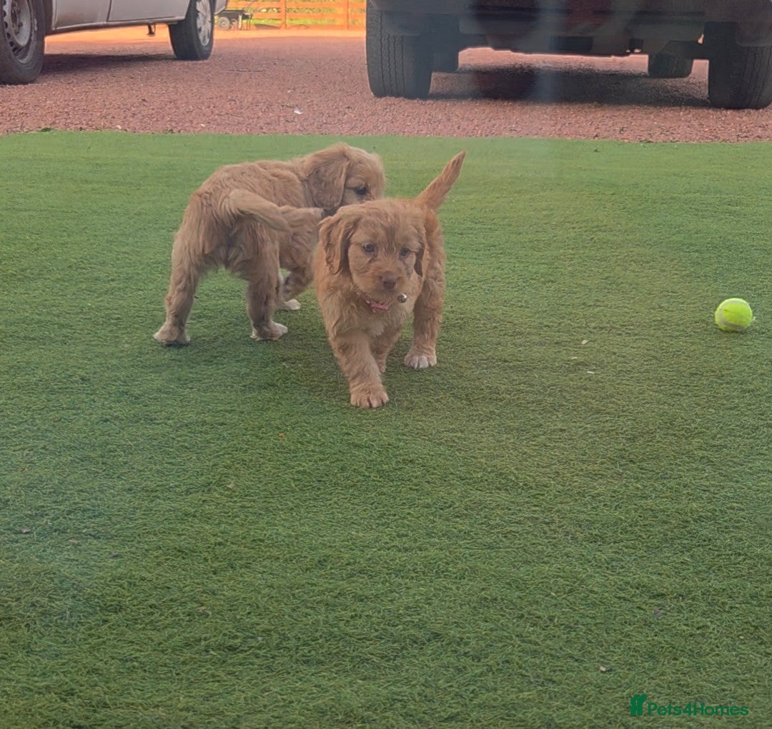 Cockapoo dogs for sale: Cockapoo puppys for sale - Image 8