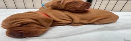 Hungarian Vizsla dogs for sale: Male/female - Advert 4